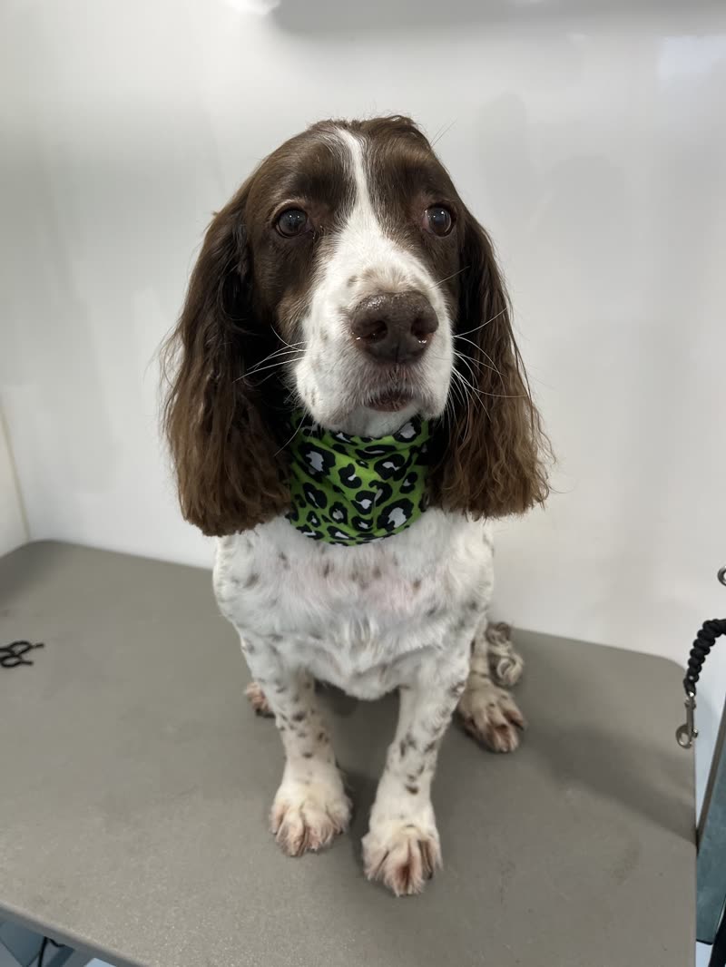 A freshly groomed springer spaniel in a green bandana on the grooming table