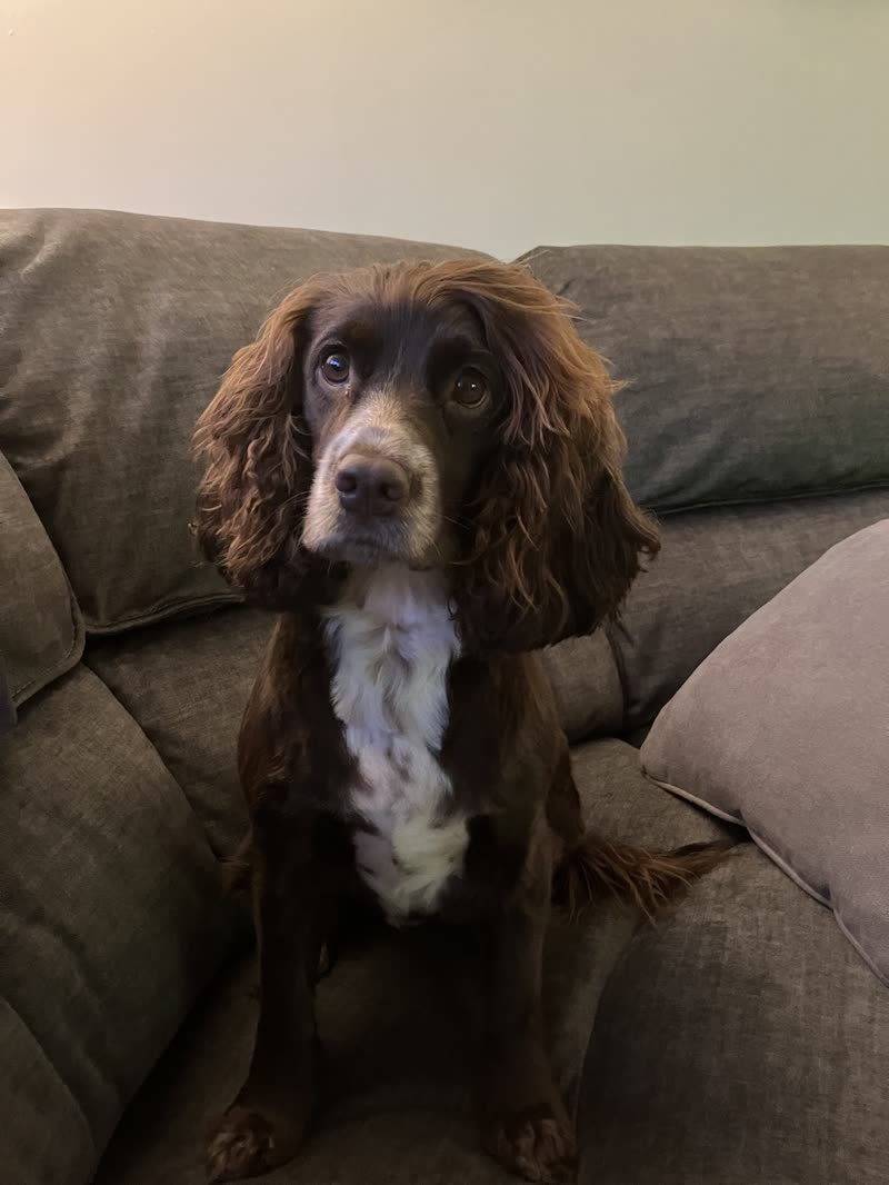 A chocolate-and-white cocker spaniel sitting fluffy and unclipped on a sofa at home