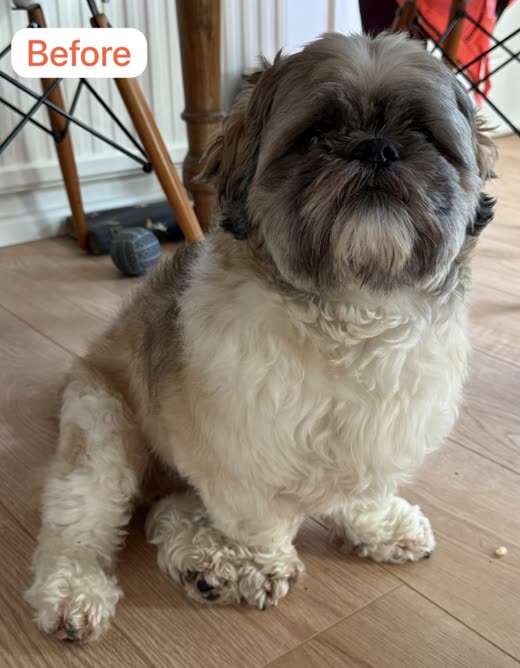 A shaggy, overgrown shih tzu waiting on a wooden floor before its full groom
