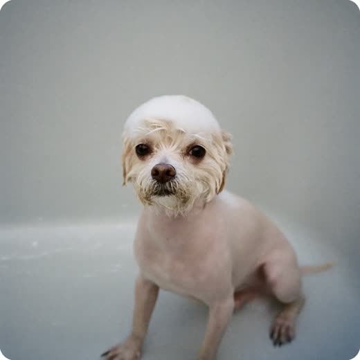 A small dog being bathed and lathered before drying