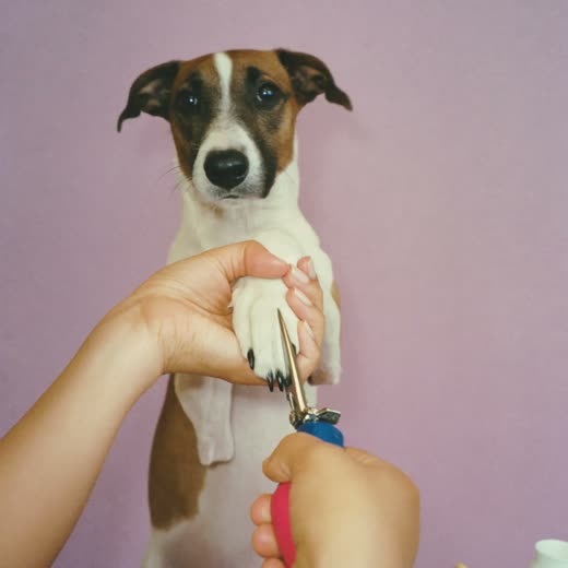 A dog's paw held for a nail trim
